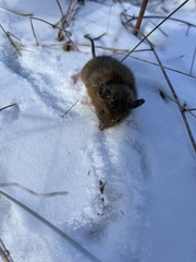 Peromyscus maniculatus
