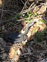 Coluber constrictor constrictor