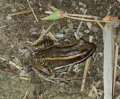 Amnirana