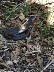 Coluber constrictor constrictor