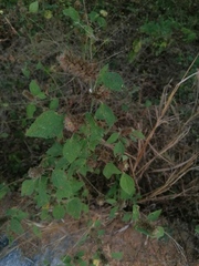 Malvastrum americanum