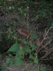 Malvastrum americanum