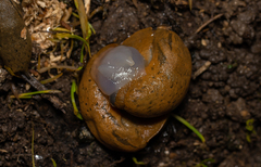 Drusia valenciennii