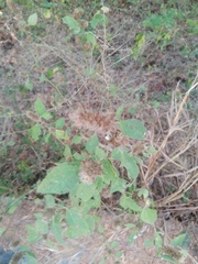 Malvastrum americanum