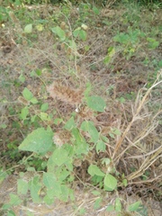 Malvastrum americanum