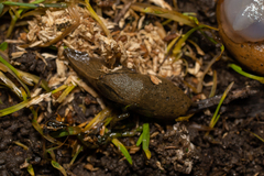 Drusia valenciennii
