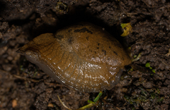 Drusia valenciennii