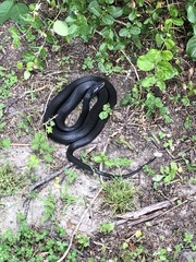 Coluber constrictor constrictor