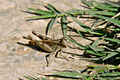 Heteracris