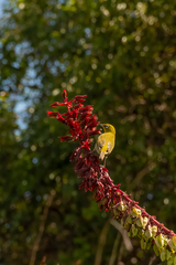 Zosterops virens capensis