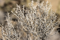 Tetradymia stenolepis