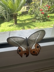 Pierella nereis