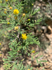 Vachellia constricta
