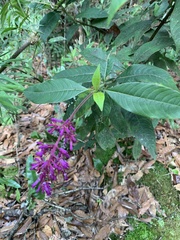 Palicourea angustifolia