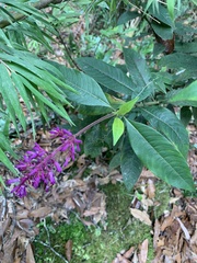 Palicourea angustifolia