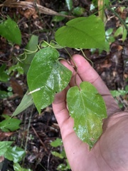 Matelea floridana