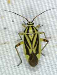 Brachycoleus decolor