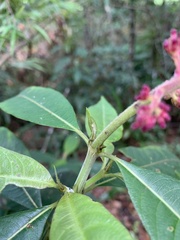 Palicourea angustifolia