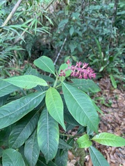 Palicourea angustifolia