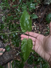 Matelea floridana