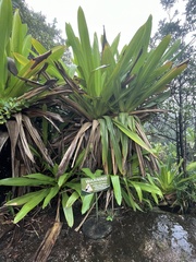 Brocchinia micrantha