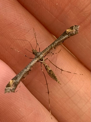 Anstenoptilia marmarodactyla