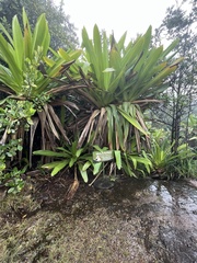 Brocchinia micrantha
