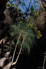Sonchus arboreus