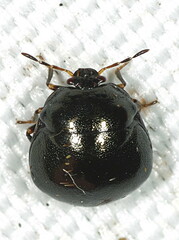 Coptosoma scutellatum