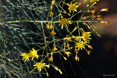 Sonchus arboreus
