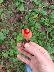 Sarcoscypha coccinea