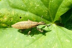 Lixus iridis