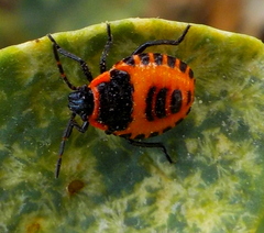 Eurydema eckerleini