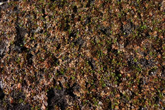 Epilobium komarovianum