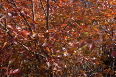 Carpinus turczaninovii