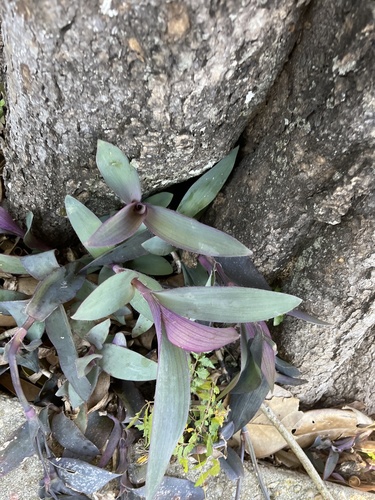 Tradescantia pallida