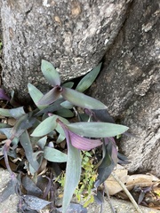 Mexikanische Dreimasterblume (Tradescantia pallida): Herkunft und Verwendung — Foto 3