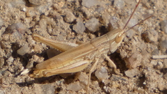 Euchorthippus elegantulus