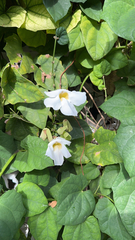 Thunbergia grandiflora