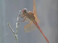 Libellula needhami