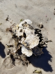 Crassostrea virginica