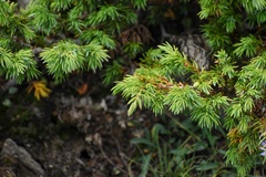 Juniperus communis depressa