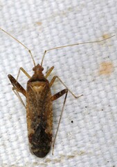 Phytocoris