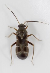 Pilophorus