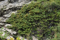 Juniperus communis depressa