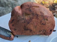 Suillellus amygdalinus