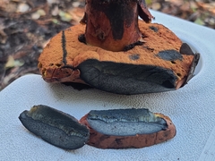 Suillellus amygdalinus