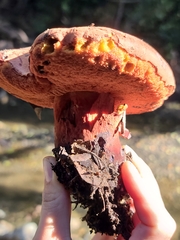 Suillellus amygdalinus