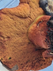 Suillellus amygdalinus