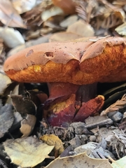 Suillellus amygdalinus